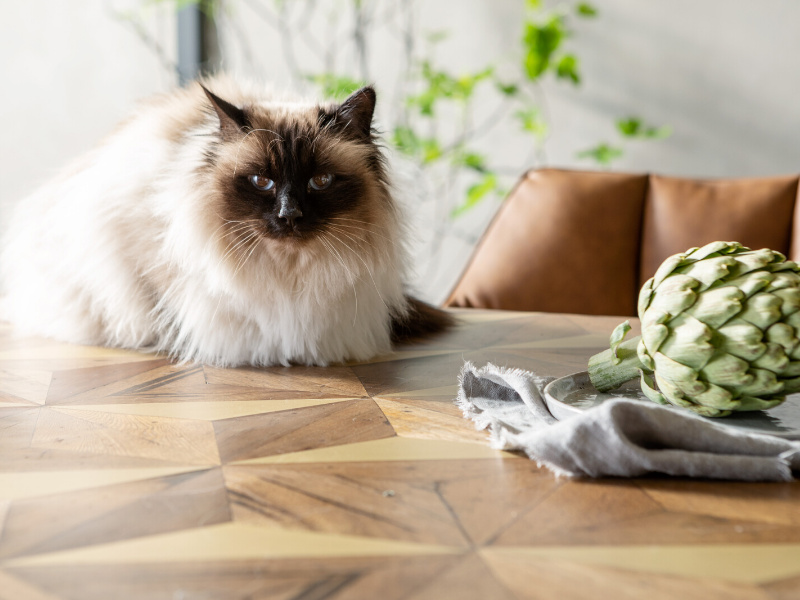 Trendshow: MOTIVI GEOMETRICI.