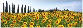 Арт.48910 Canvas Фото-репродукция Sunflowers 150x50 – изображение-1