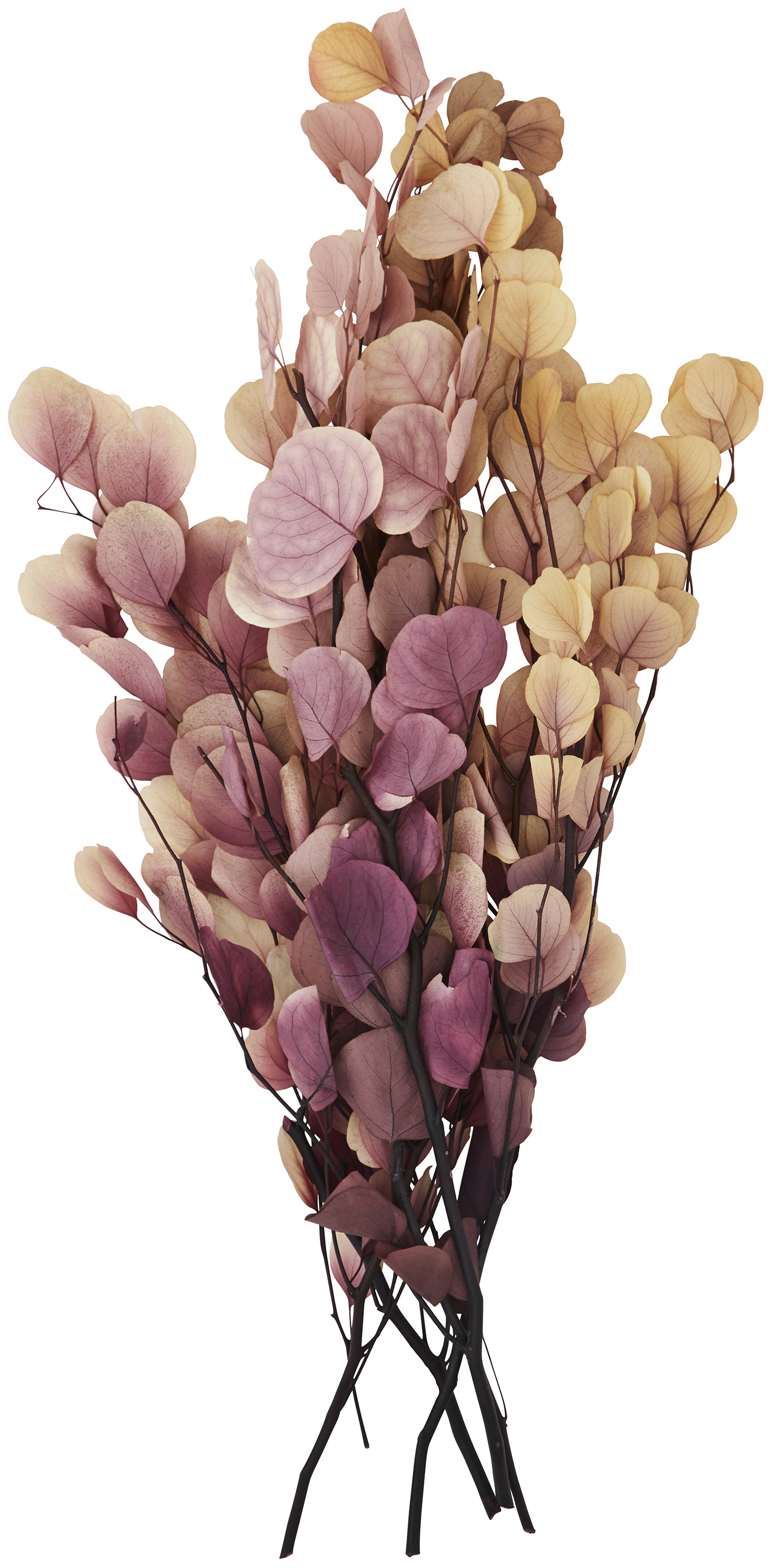 Bukiet suszony Eucalyptus Globulus Labill 50x75 cm – obraz-1