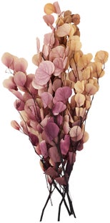 Bukiet suszony Eucalyptus Globulus Labill 50x75 cm – obraz-1