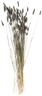 Bukiet suszony Lagurus 75-85 cm szary – obraz-1