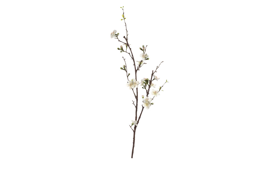 Черешов клон  Fiore – изображение-1