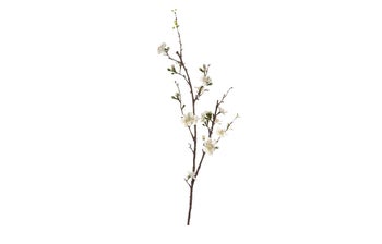 Черешов клон Fiore – изображение-1