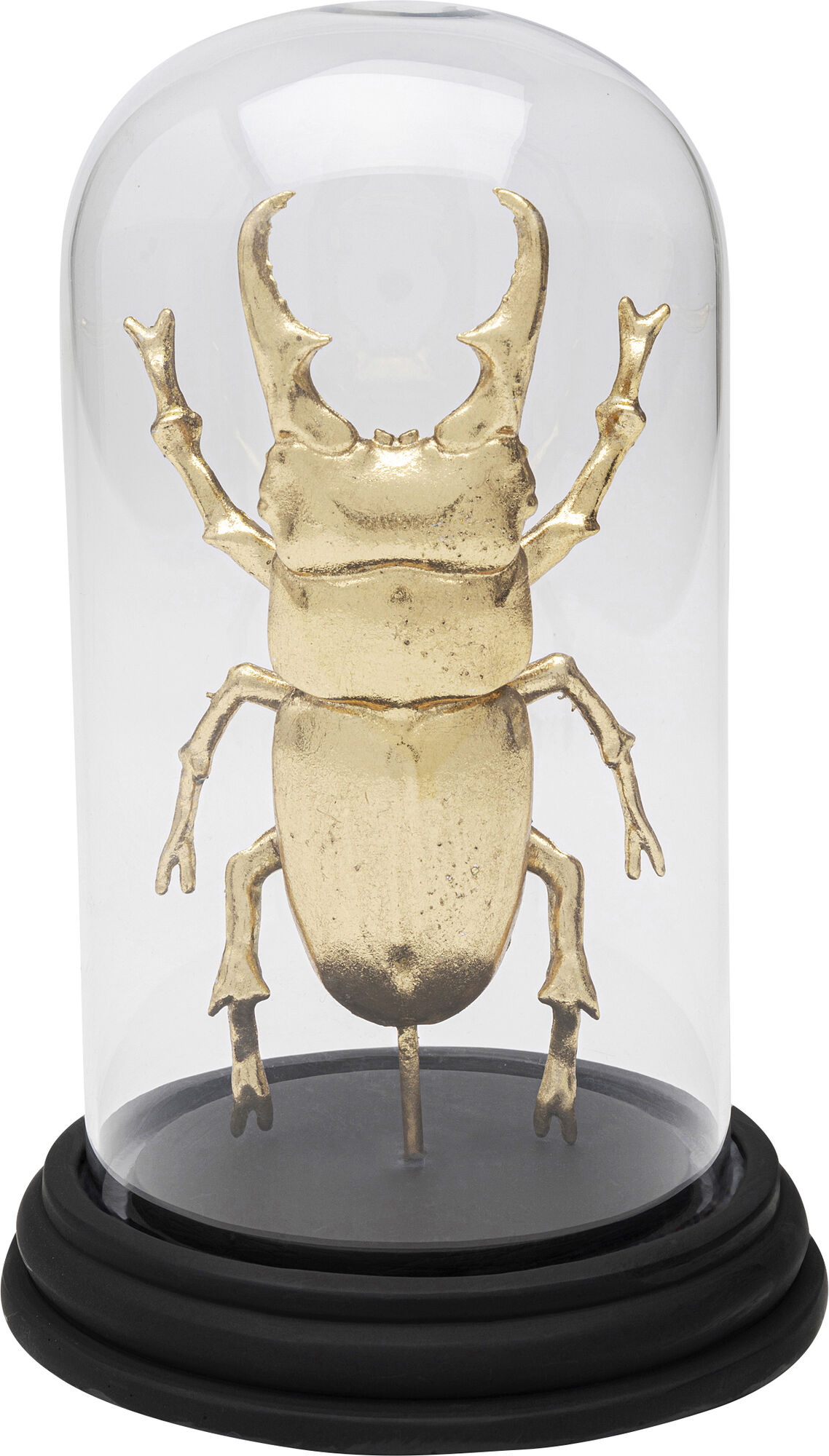 Obiekt dekoracyjny Bell Jar Hercules Beetle 20cm – obraz-1