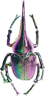 Dekoracja ścienna Herkules Beetle 27x41 cm kolorowa – obraz-1