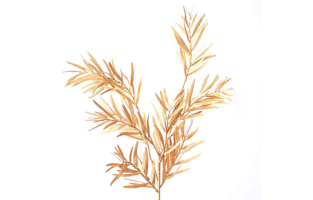 Декоративна клонка – изображение-1