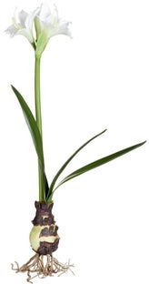 Figurka dekoracyjna Flora Amaryllis 16x55 cm zielona Outlet – obraz-1