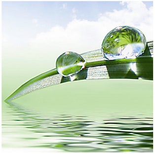 Фото-репродукция Early Drops І – изображение-1