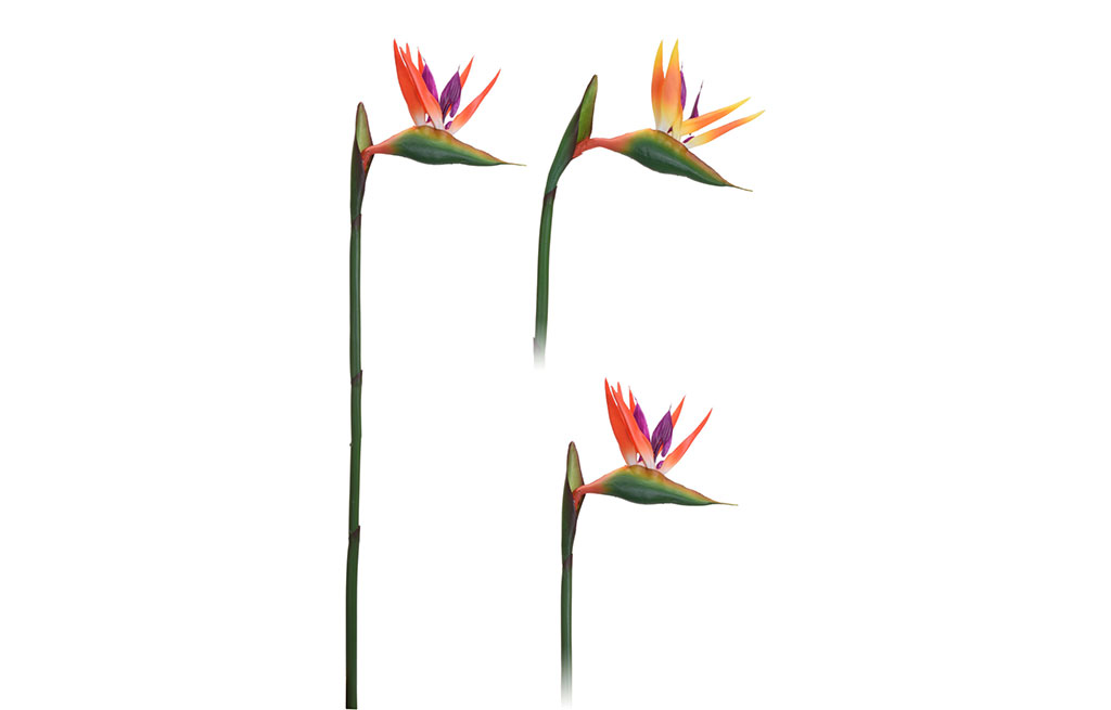 Икзуствена клонка – изображение-1