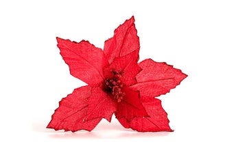 Коледна звезда – изображение-1