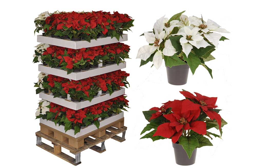 Коледна звезда в саксия – изображение-1