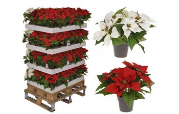 Коледна звезда в саксия – изображение-1