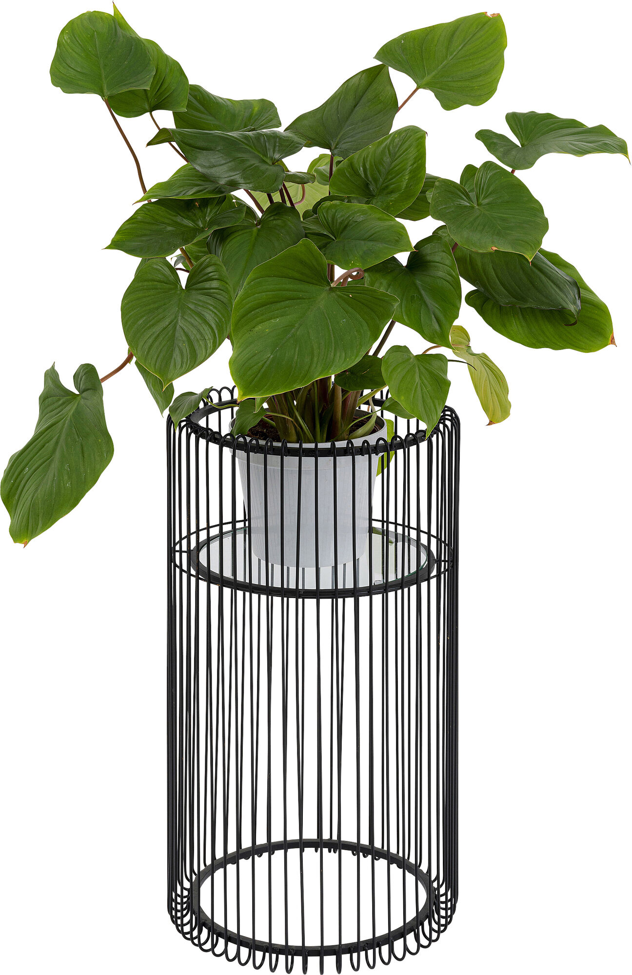 Tiesto Wire negro 70cm – Imagen-1.