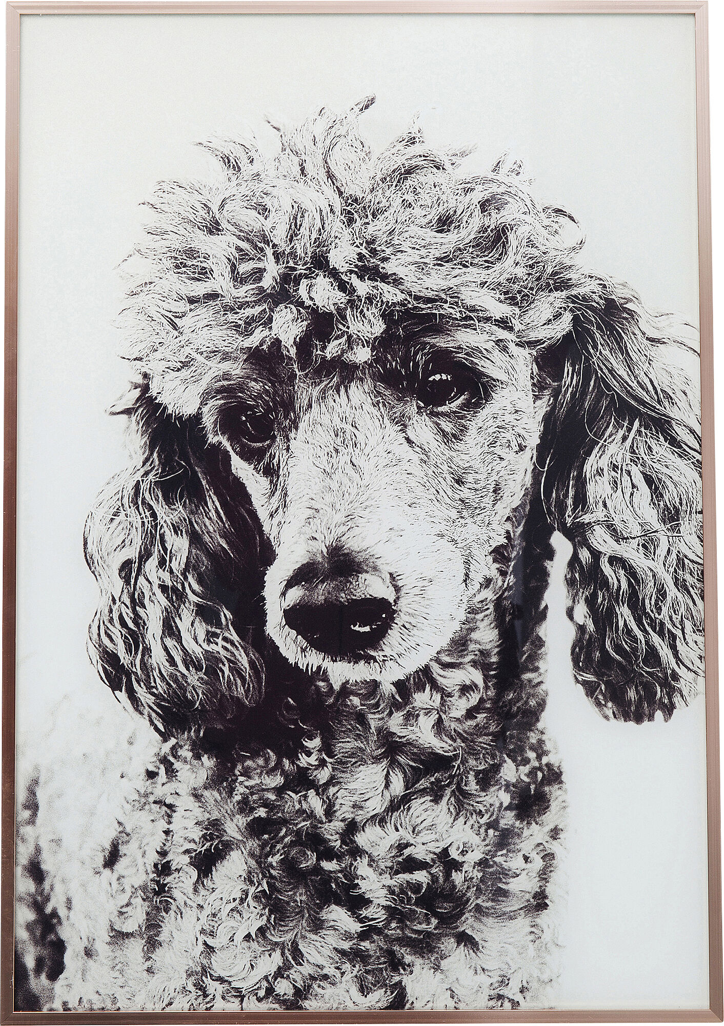 Obraz Alu Poodle 40x60 cm – obraz-1