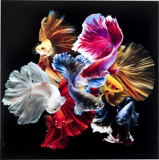 Colorful Swarm Fish, glasgalleri – billede-1.