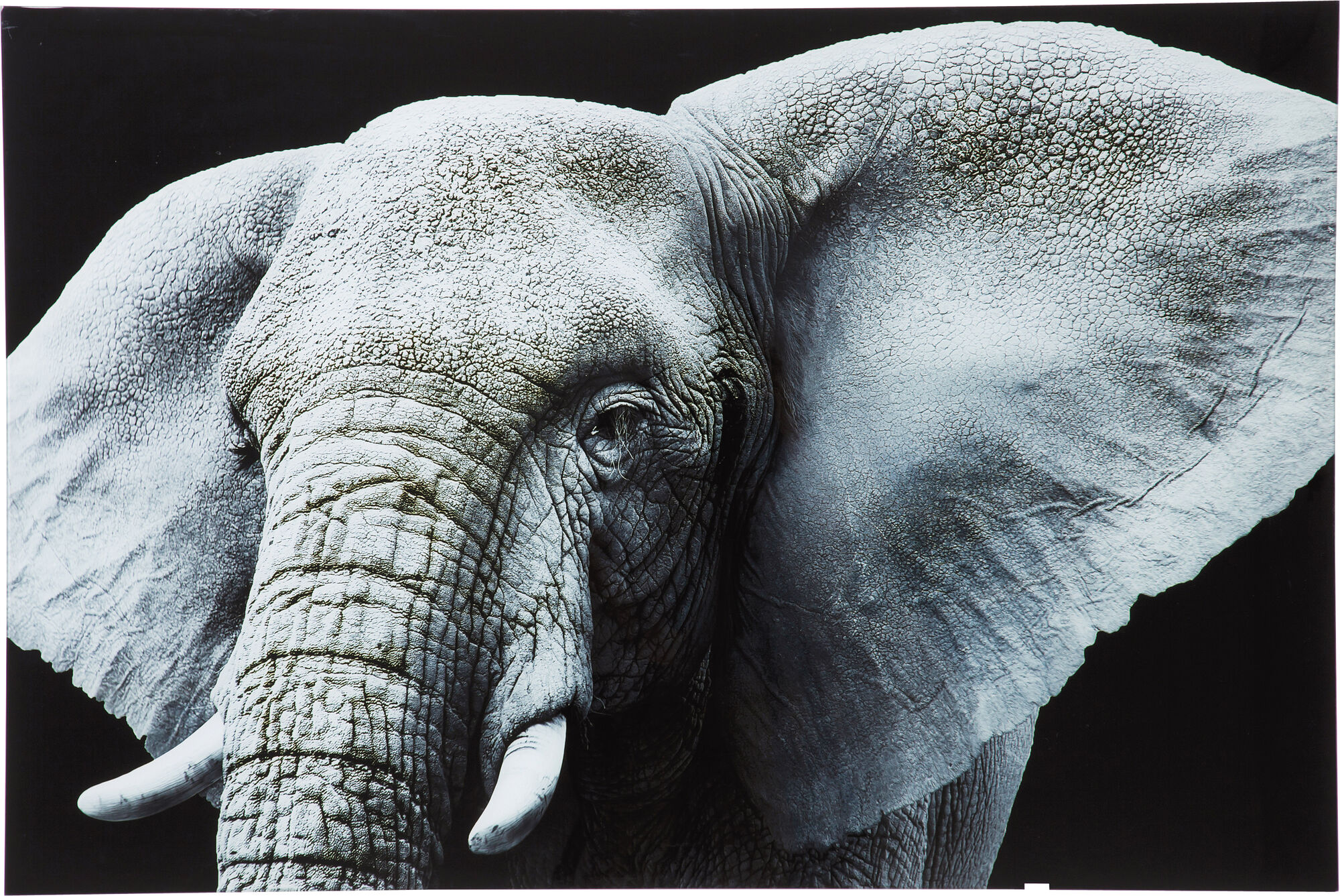 Картина Face Elefant 80x120cm – изображение-1.