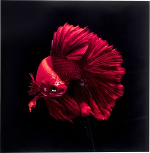 Tablou sticla Fire Fish 100x100 cm – imagine-1.