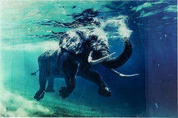 Obraz szklany pływający słoń 180x120 cm – obraz-1