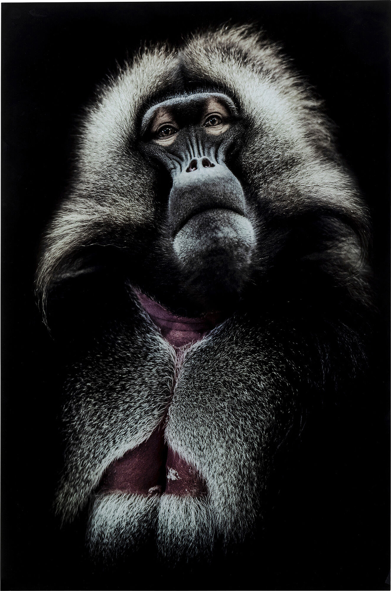 Obraz Grandfather Baboon 80x120 cm – obraz-1