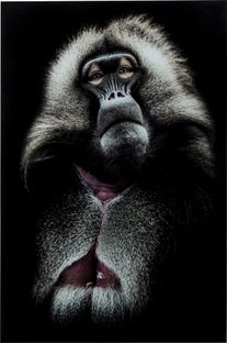 Obraz Grandfather Baboon 80x120 cm – obraz-1
