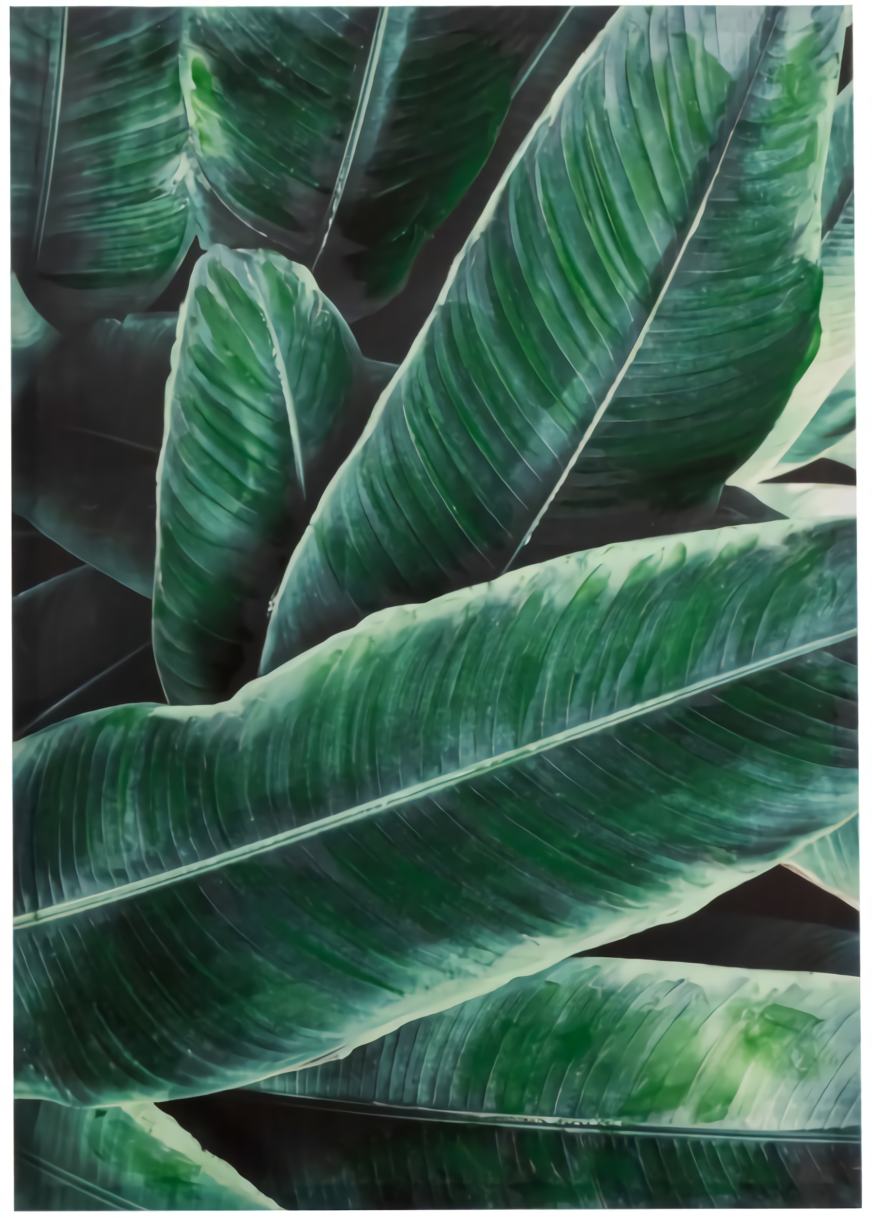 Obraz Leaves 70x100 cm ciemnozielony – obraz-1