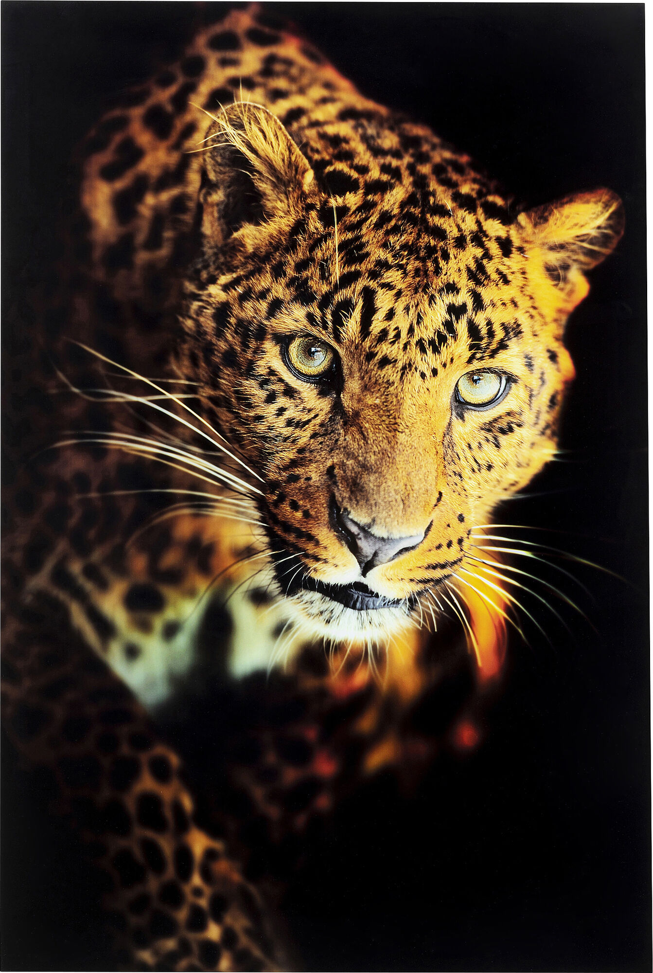 Obraz lampart żółty 80x120 cm – obraz-1