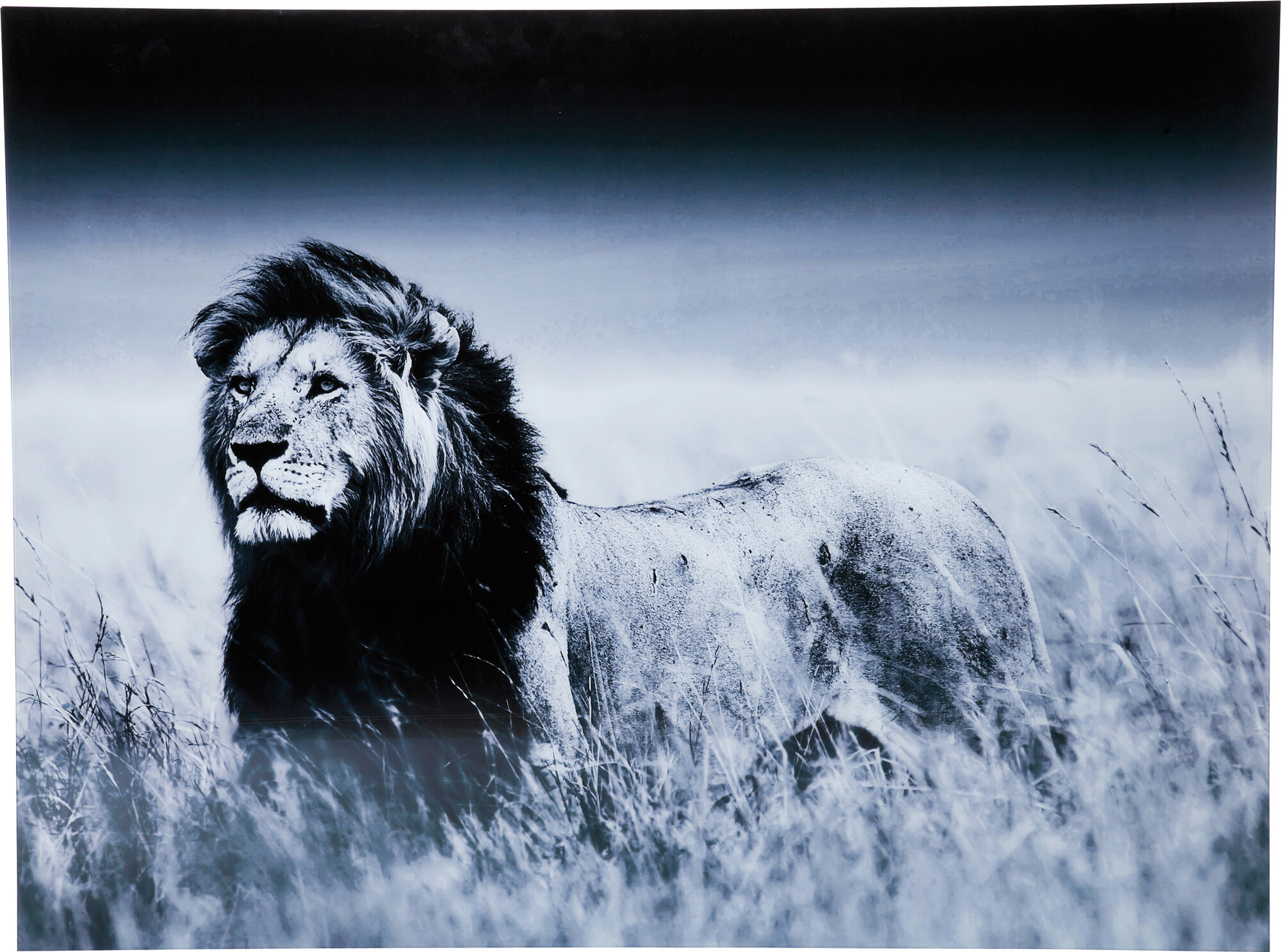 Kare glassbilde Lion king standing 160x120cm – bilde-1.