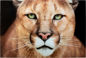 Cuadro cristal Lioness 150x100cm – Imagen-1.