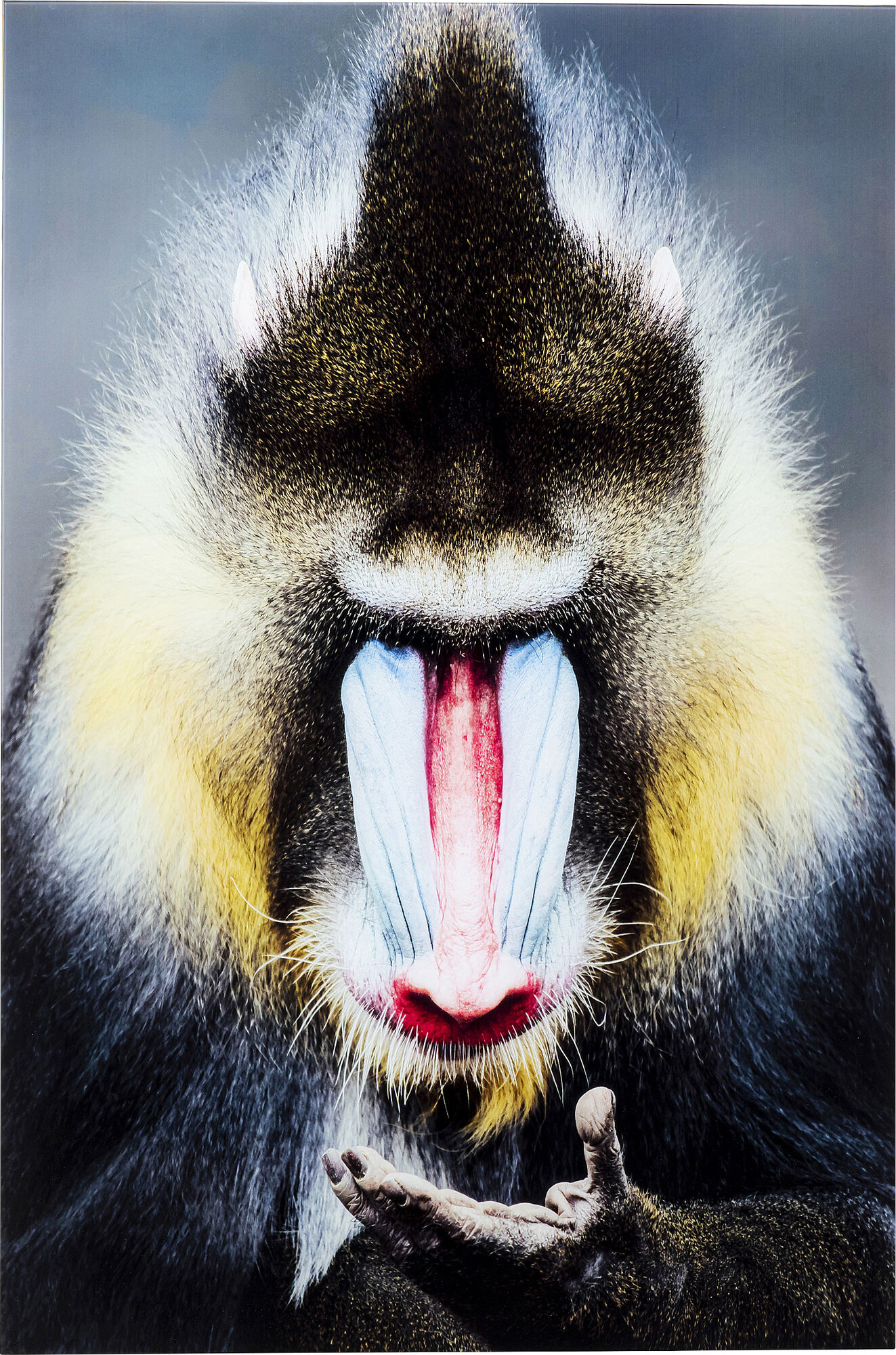 Obraz monkey kolorowy 80x120 cm – obraz-1