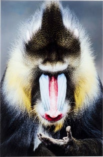 Obraz monkey kolorowy 80x120 cm – obraz-1