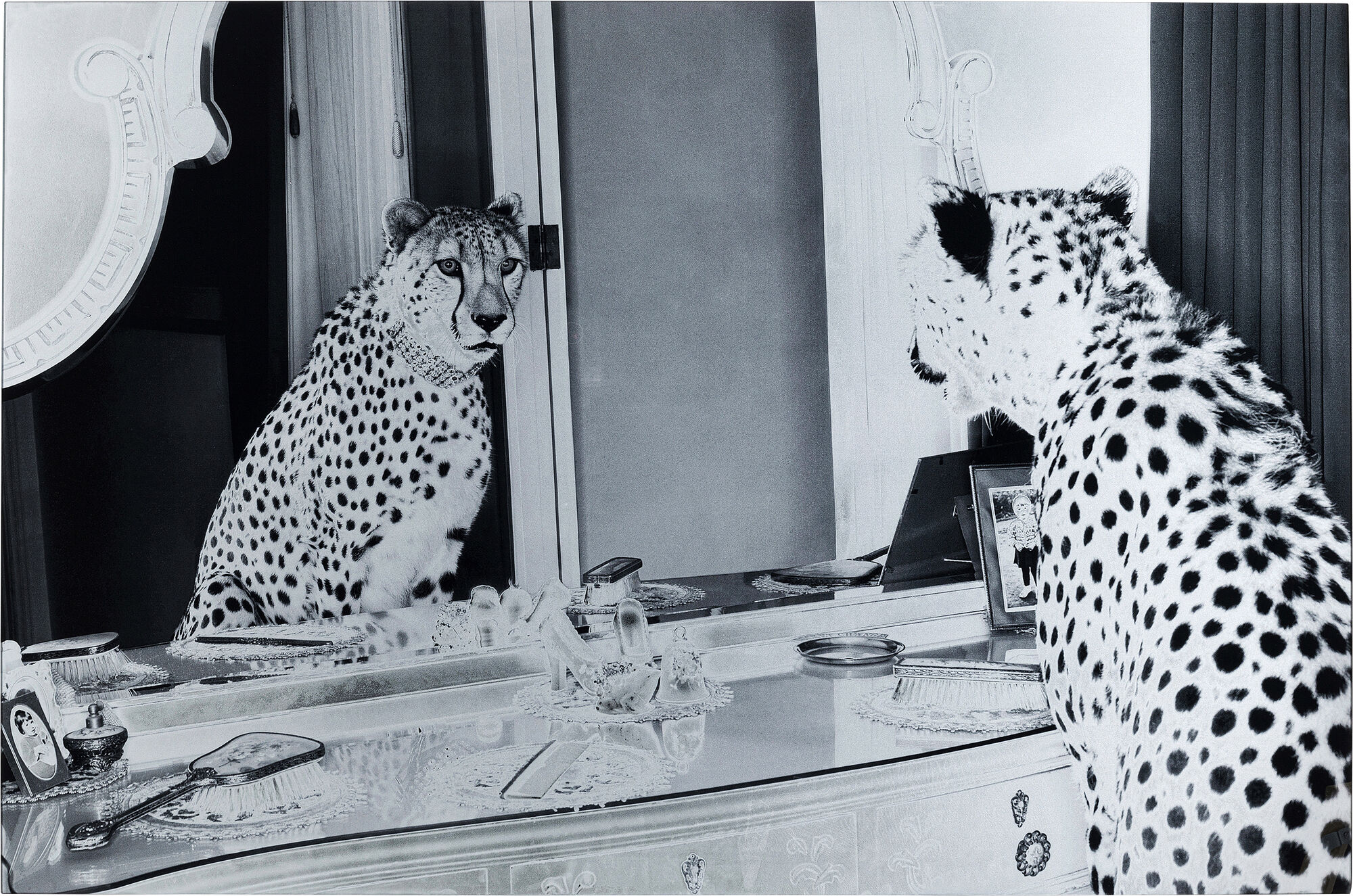 Obraz Metallic Gepard 150x100cm czarno-biały – grafika-1.