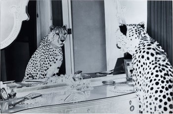 Obraz Metallic Gepard 150x100cm czarno-biały – grafika-1.