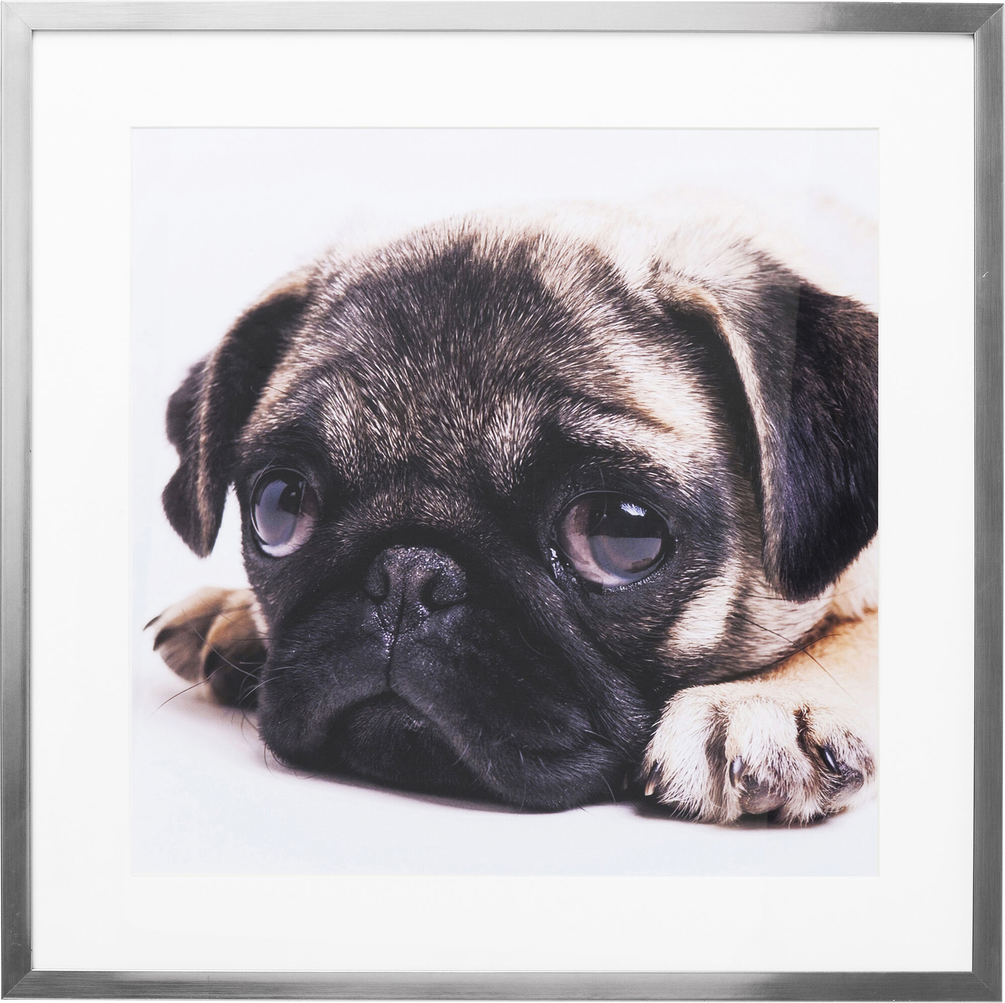 Obraz szklany mops rama srebrna 65x65 cm – obraz-1