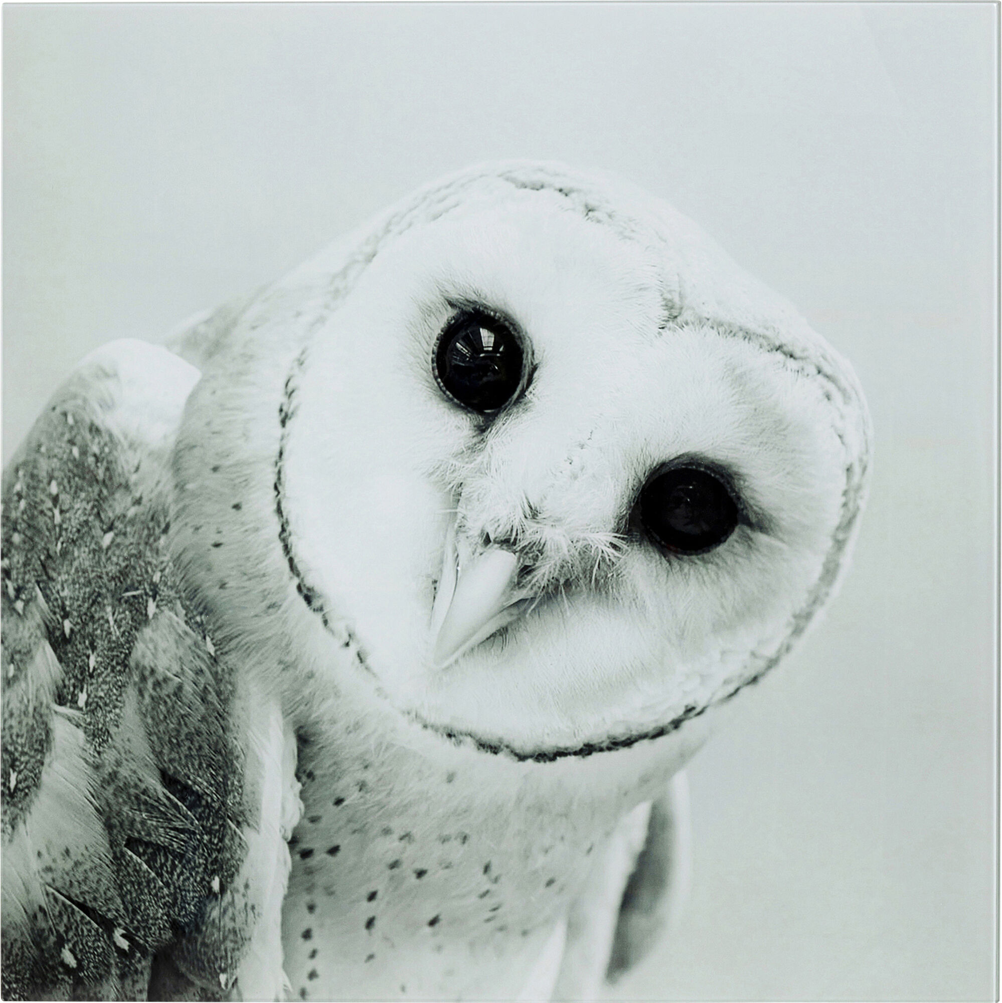 Obraz Owl Face One 60x60 cm – obraz-1