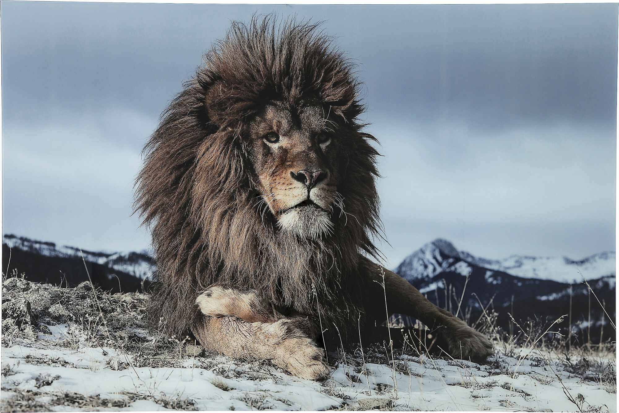 Glassbilde Proud Lion 180x120cm – bilde-1.