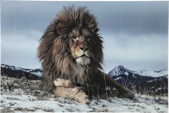 Glassbilde Proud Lion 180x120cm – bilde-1.