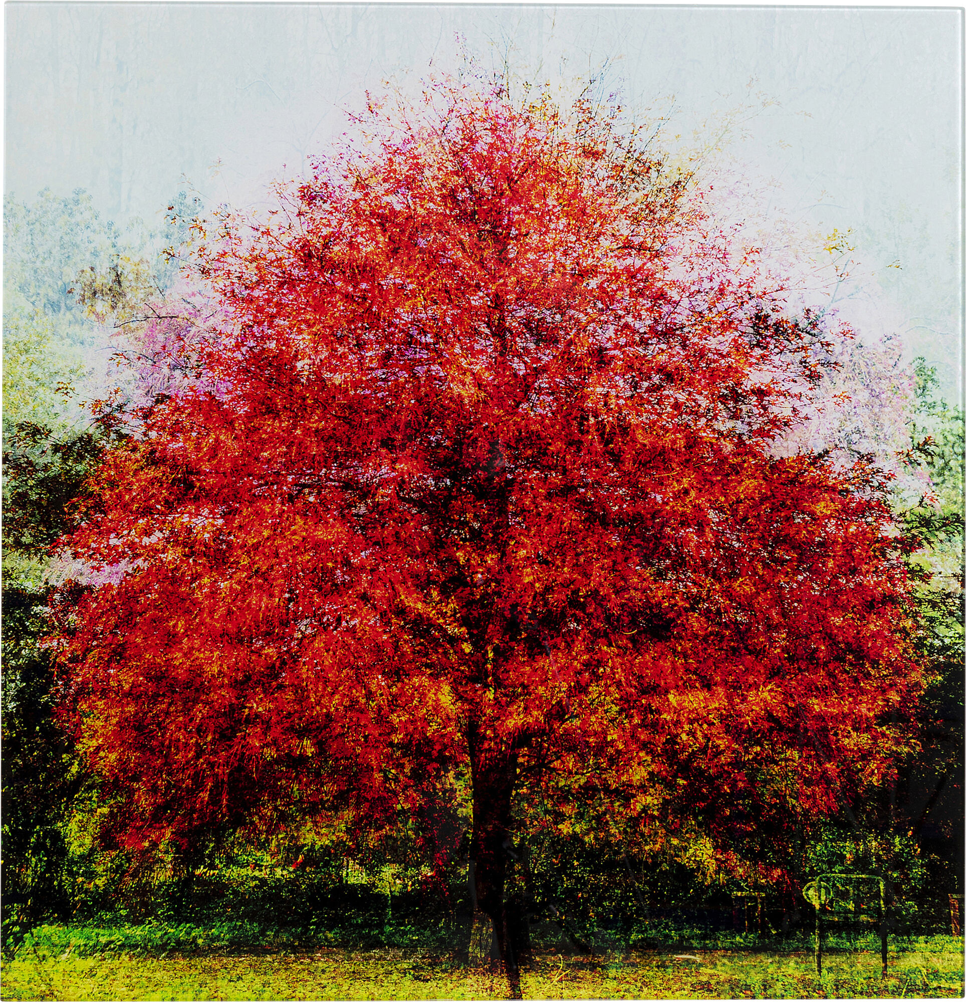 Obraz Red Tree 80x80 cm – obraz-1