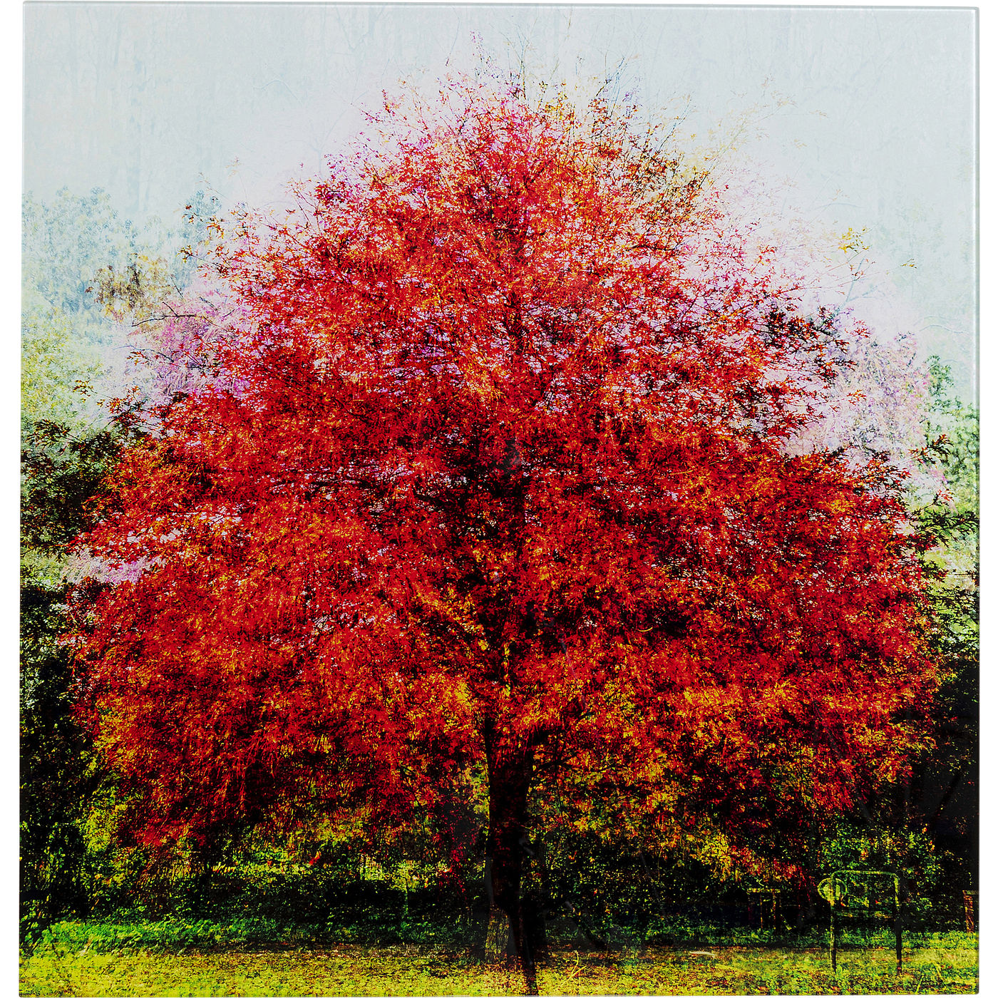 Obraz Red Tree 80x80 cm Outlet – obraz-1