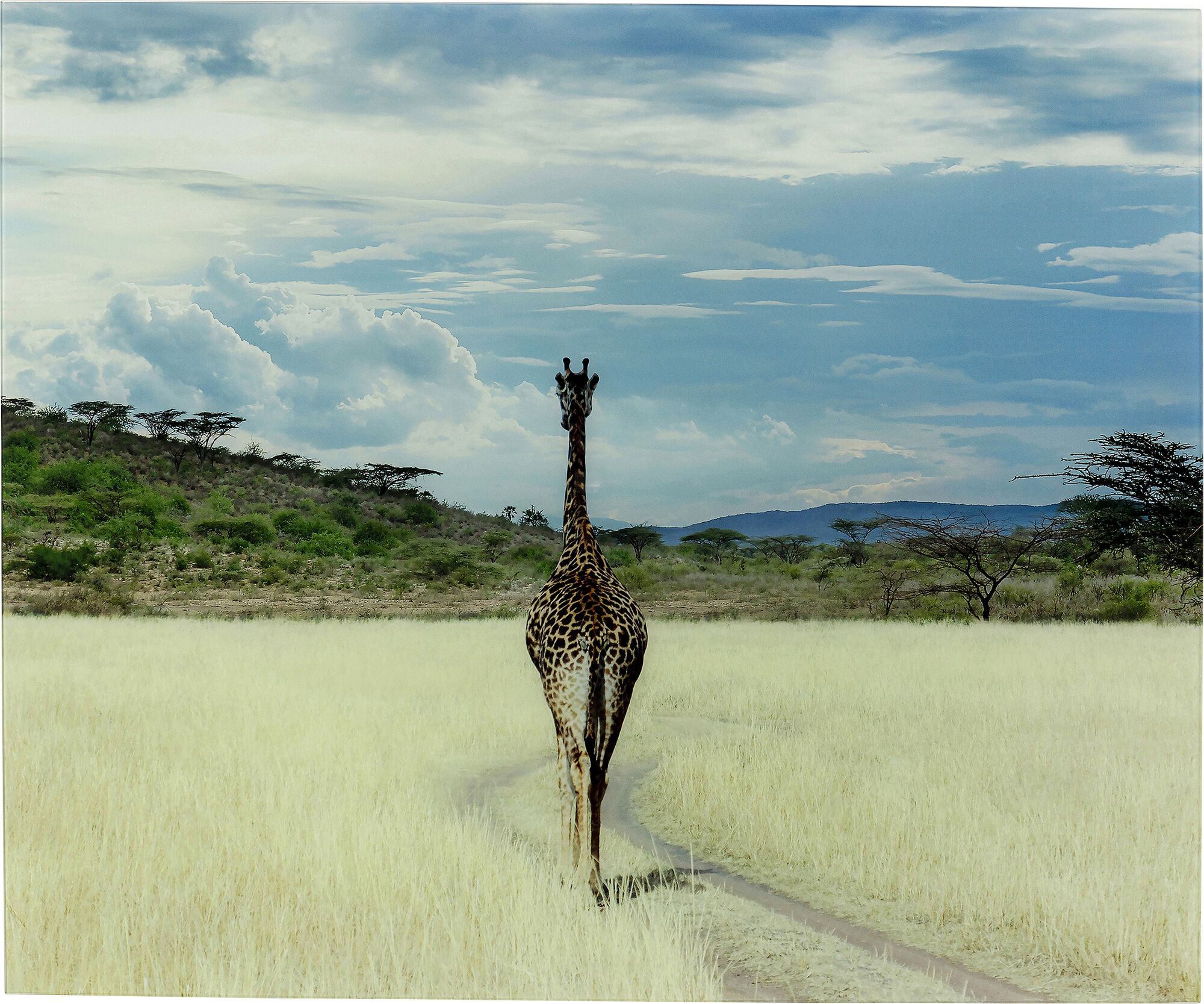 Obraz szklany sawanna kolorowy 120x100 cm – obraz-1