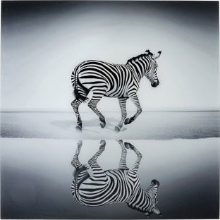 Obraz szklany zebra czarny 120x120 cm – obraz-1