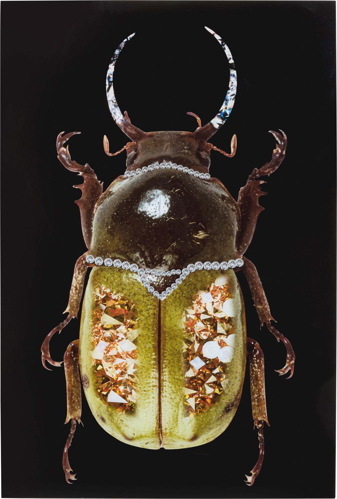 Obraz szklany chrząszcz czarny 80x120 cm – obraz-1