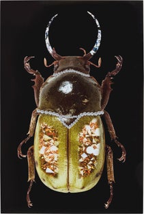 Obraz szklany chrząszcz czarny 80x120 cm – obraz-1