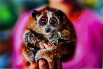 Tablou din sticla Slow Loris 80x120cm – imagine-1.