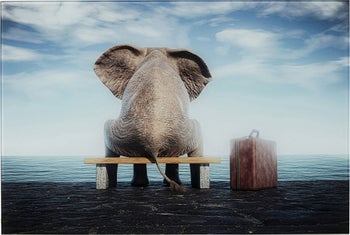 Elephant Journey elefantti lasitaulu 60x40cm – kuva-1.