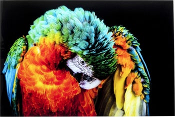 Obraz szklany papuga kolorowy 120x80 cm – obraz-1