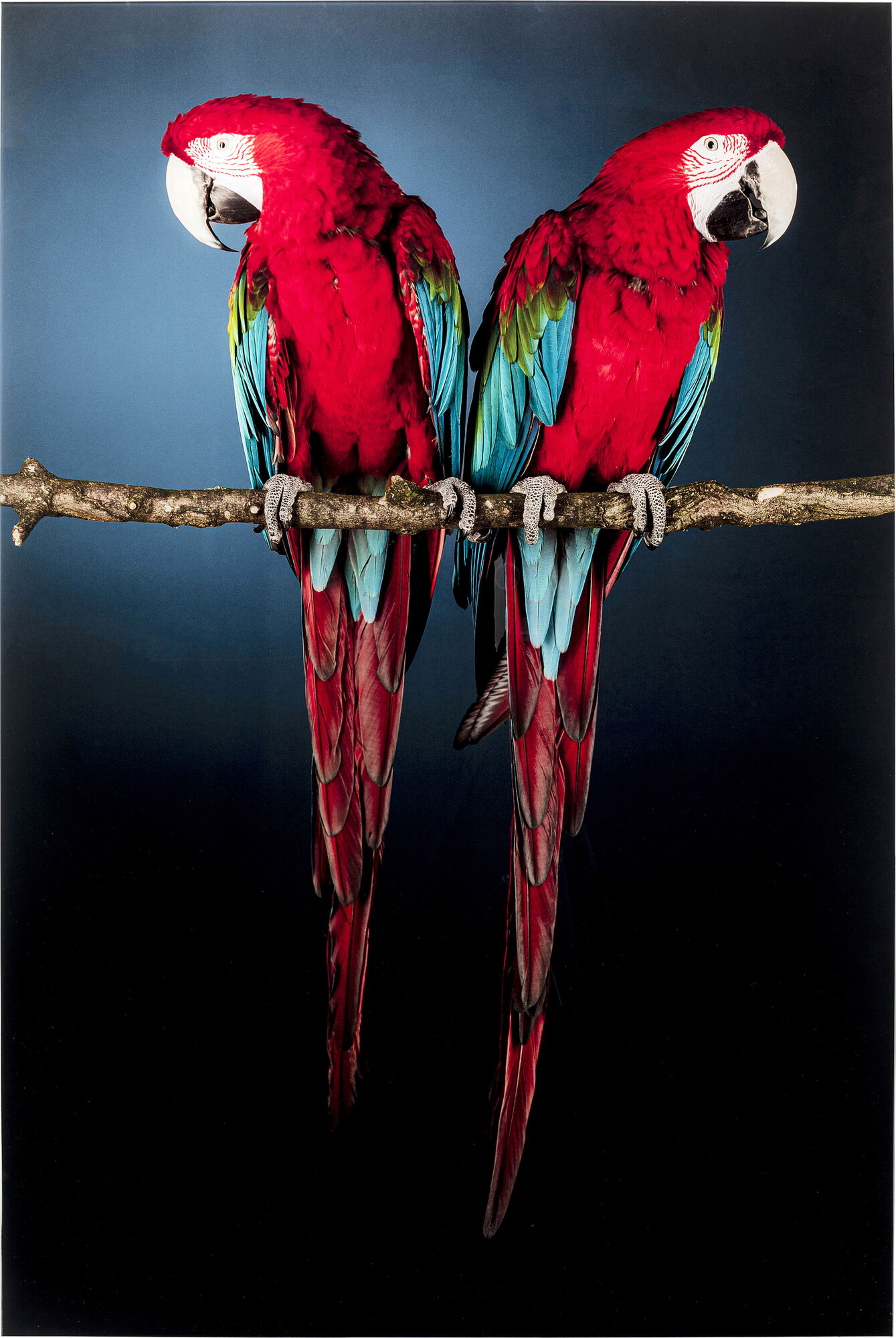 Obraz Twin Parrot 80x120 cm – grafika-1.