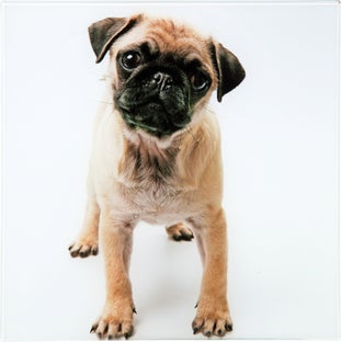 Obrazek Mops 30x30 cm różne rodzaje – obraz-1