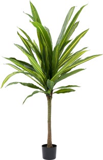Planta deco Dracaena Fragrans 180cm – Imagen-1.