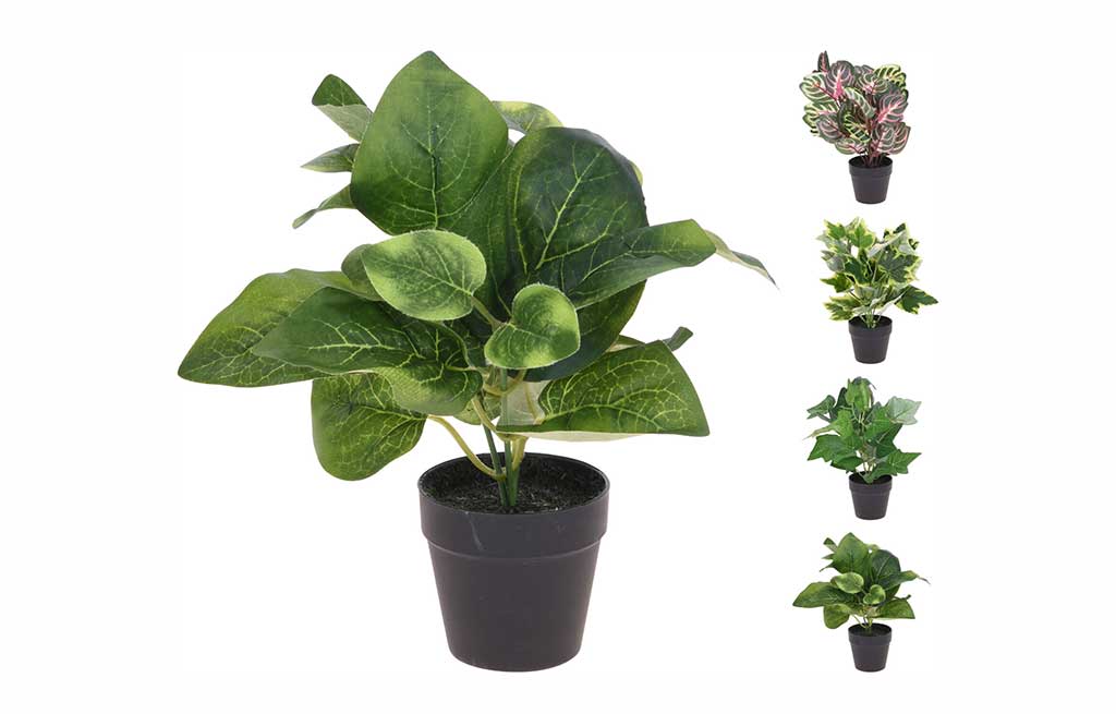 Растение в саксия – изображение-1