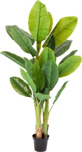 Planta deco Banana Tree 180cm – Imagen-1.